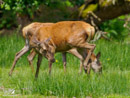 Roe - Sarna
